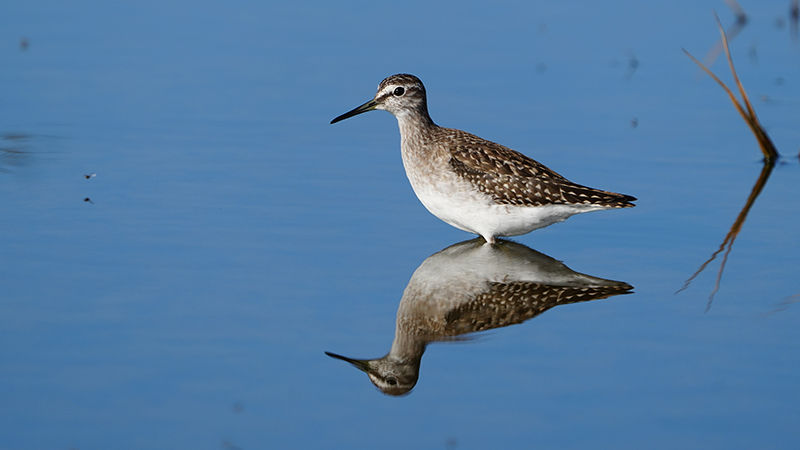 Wood Sandpiper