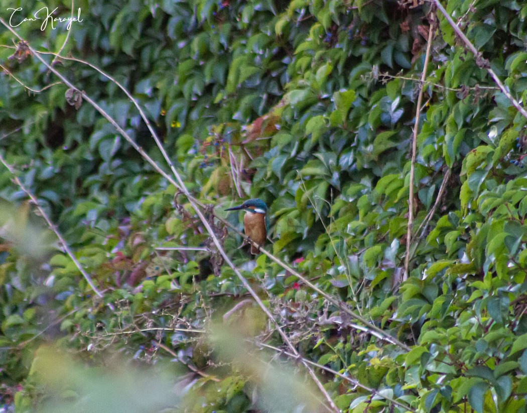 Common Kingfisher