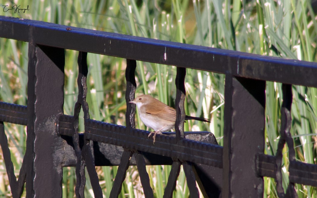 Common Whitethroat
