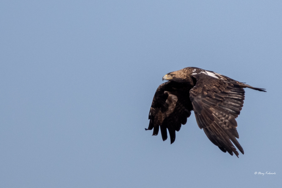 Eastern Imperial Eagle