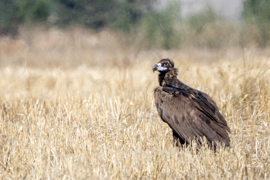 Cinereous Vulture