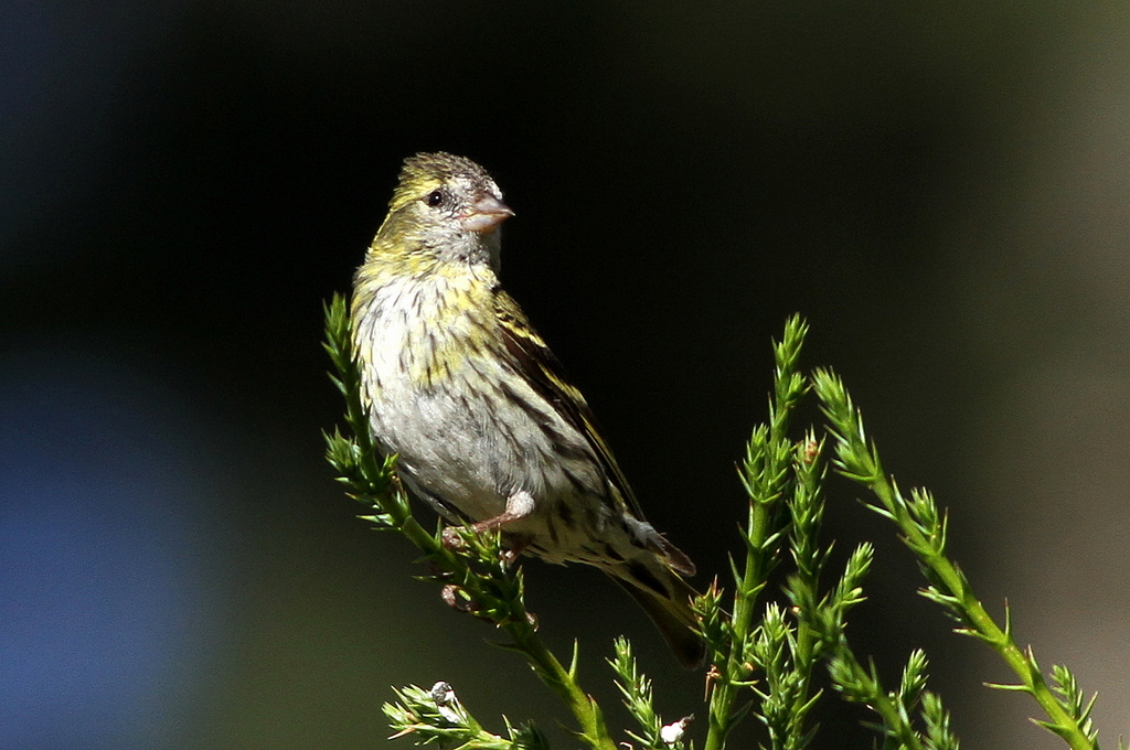 Eurasian Siskin