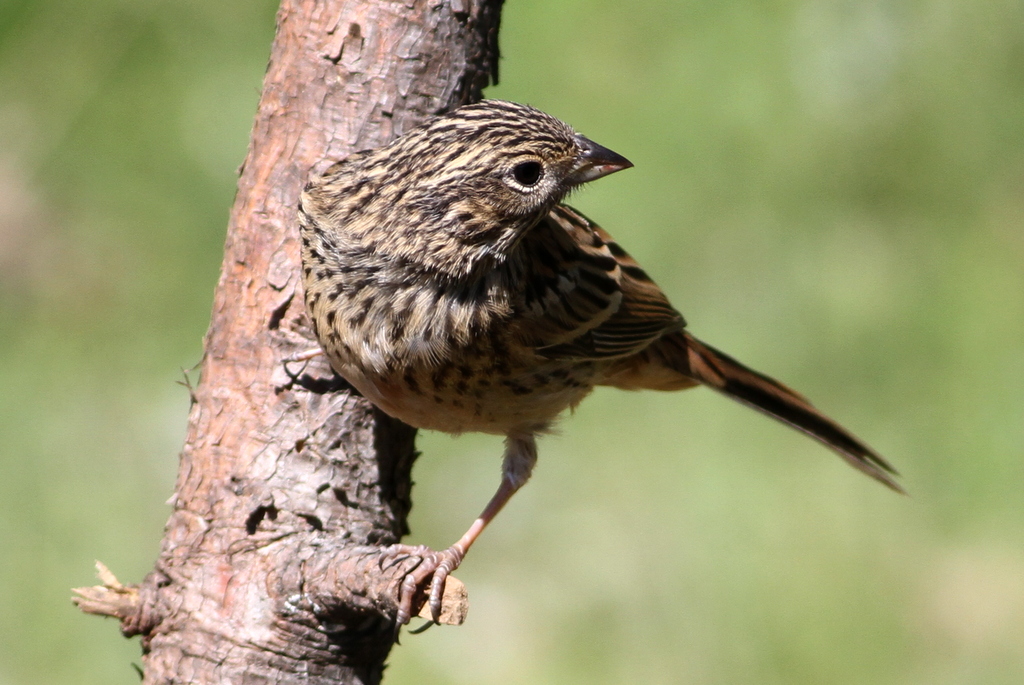 Rock Bunting