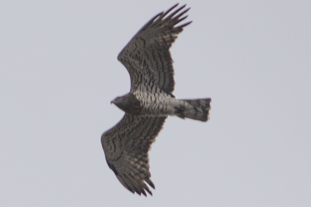 Short-toed Snake Eagle