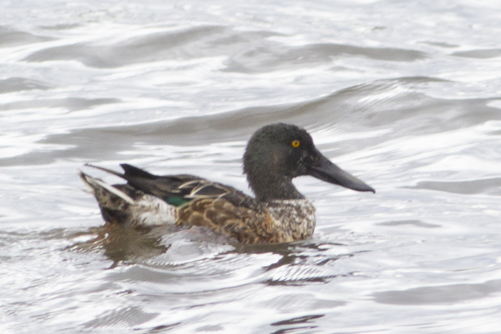 Northern Shoveler