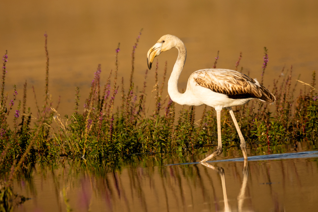 Greater Flamingo