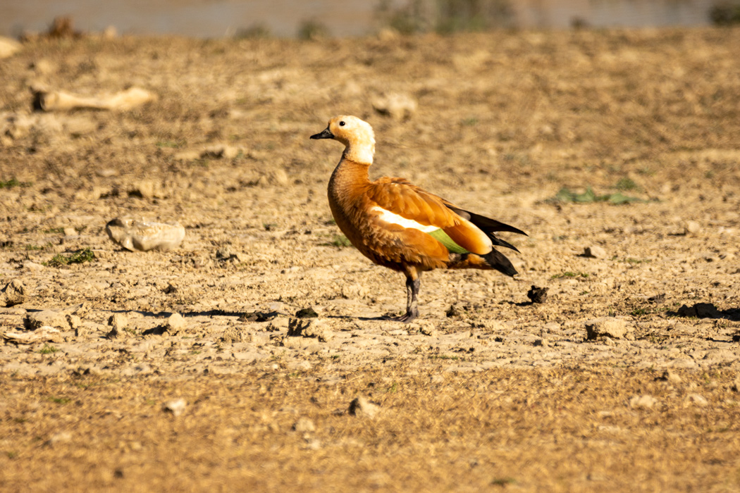 Ruddy Shelduck