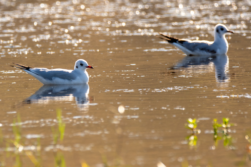 Black-headed Gull