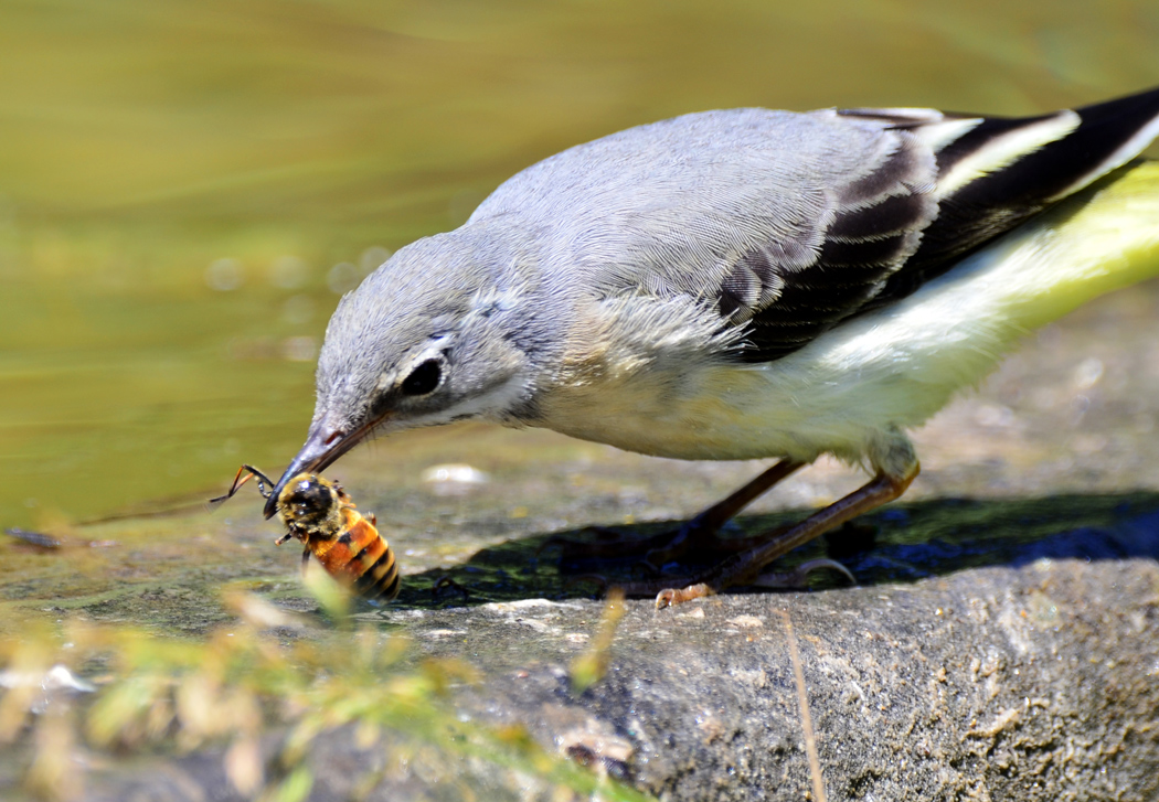 Grey Wagtail
