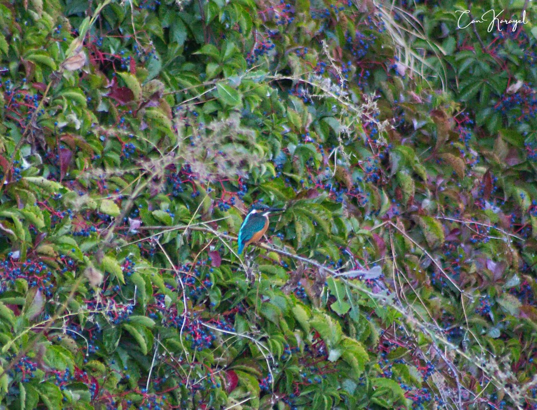 Common Kingfisher