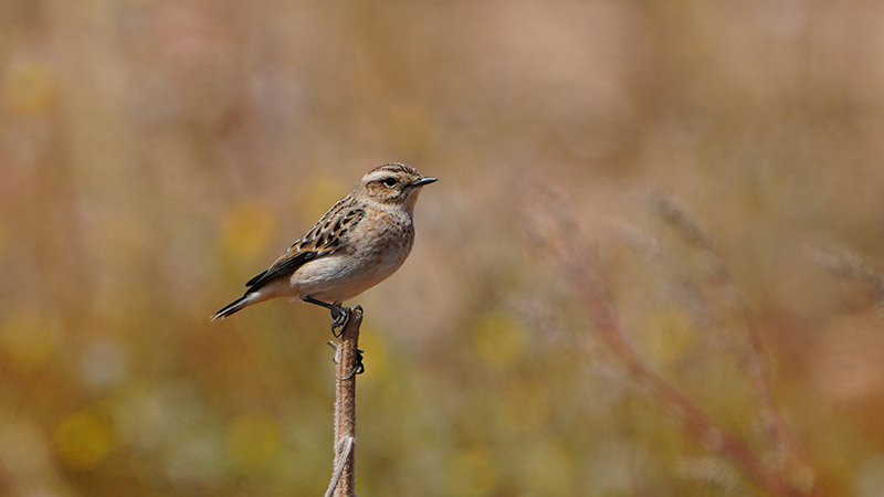 Whinchat
