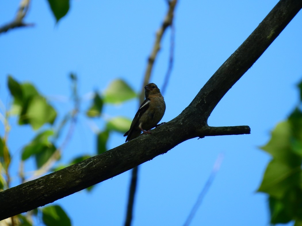 Common Chaffinch