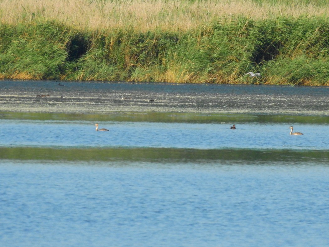 Great Crested Grebe