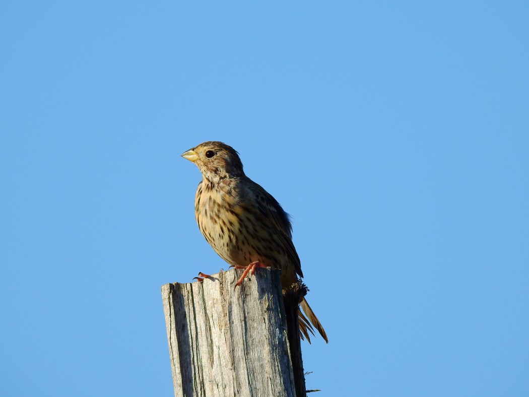 Corn Bunting