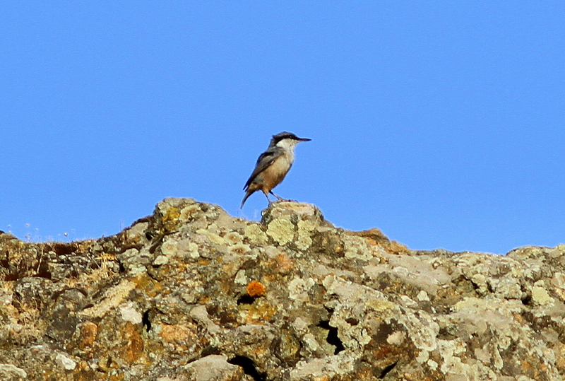 Western Rock Nuthatch