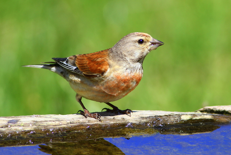Common Linnet
