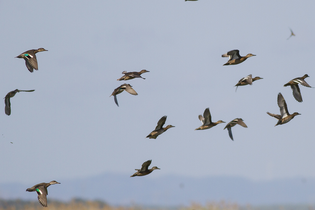 Garganey