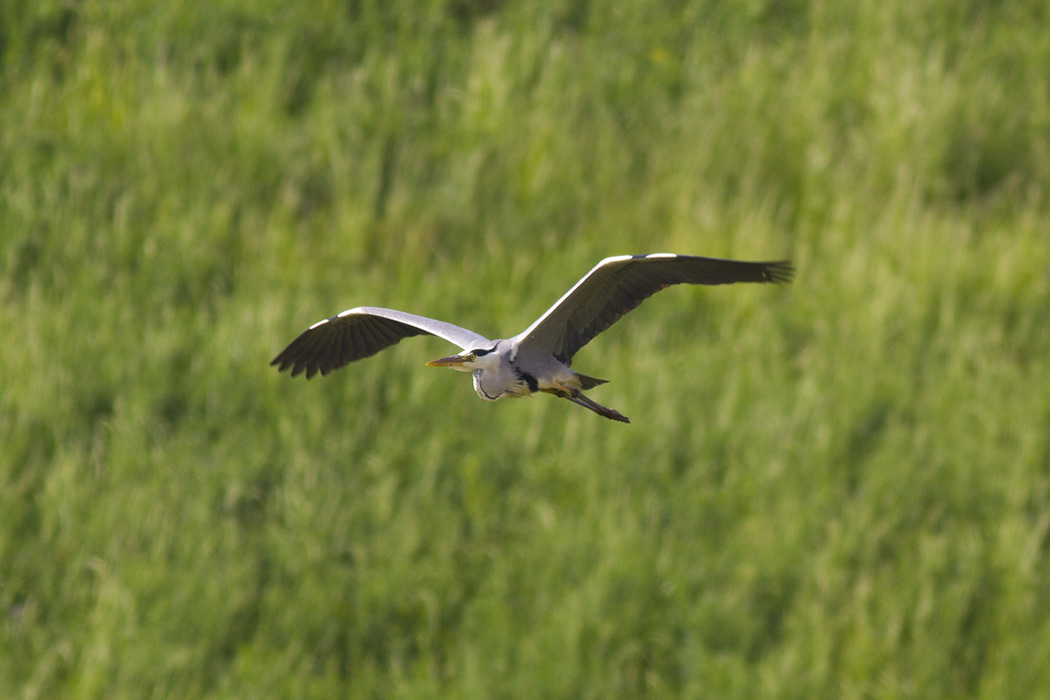 Grey Heron