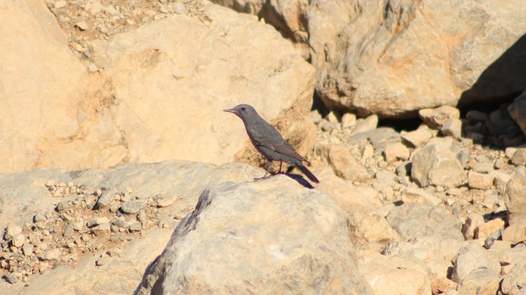 Blue Rock Thrush