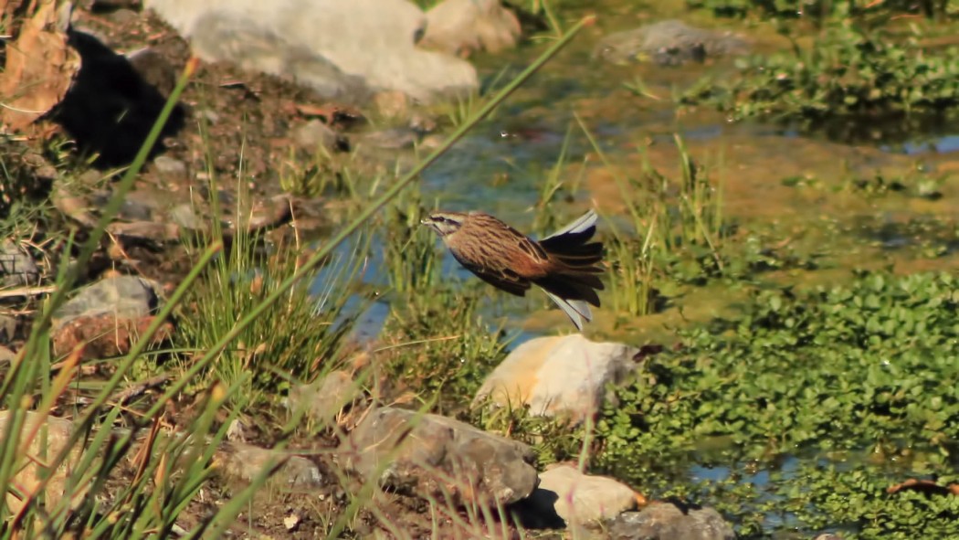 Rock Bunting