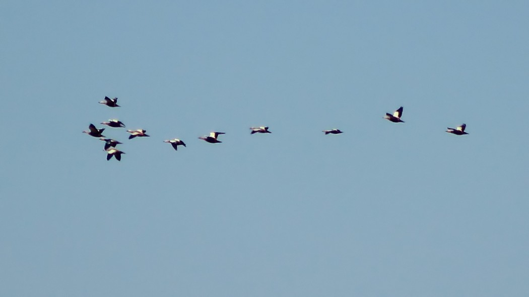 Ruddy Shelduck