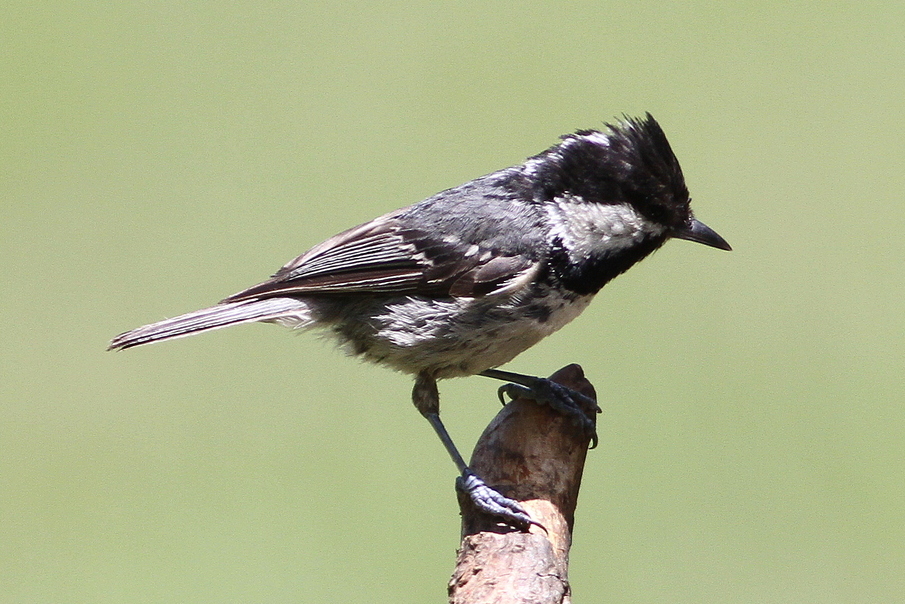Coal Tit