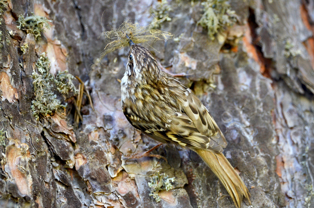 Short-toed Treecreeper