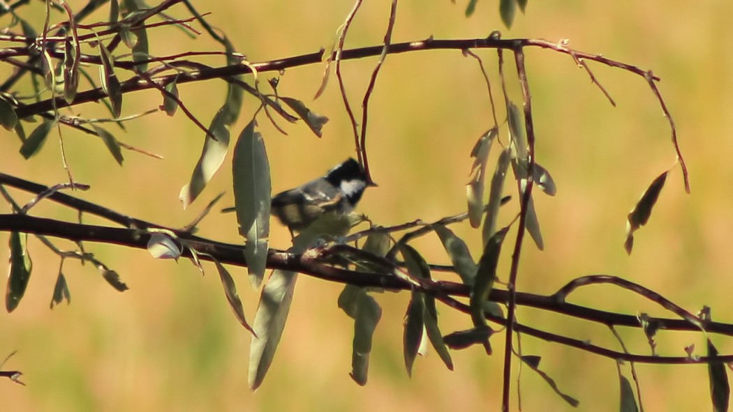 Coal Tit