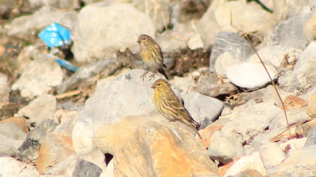 European Serin