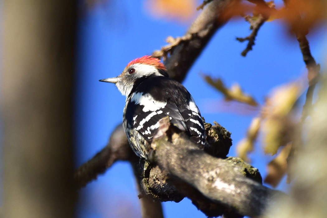 Middle Spotted Woodpecker