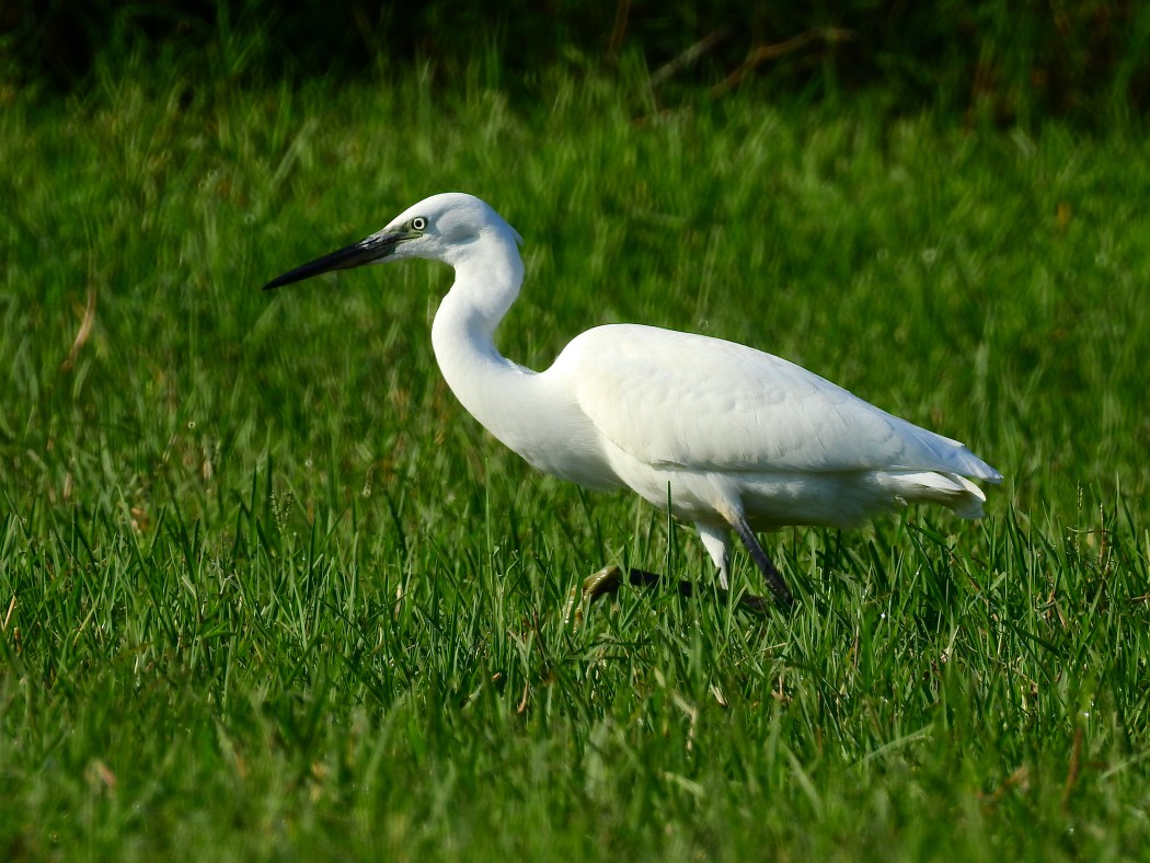 Little Egret
