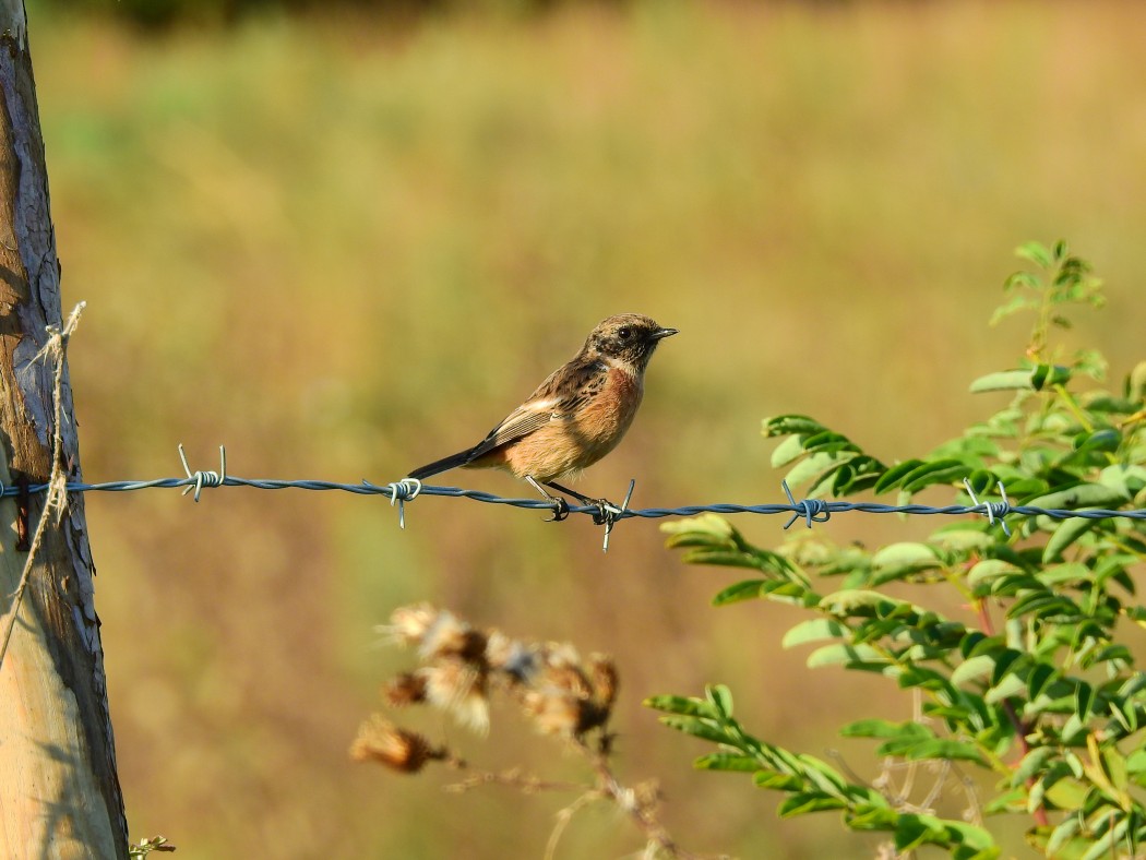 European Stonechat