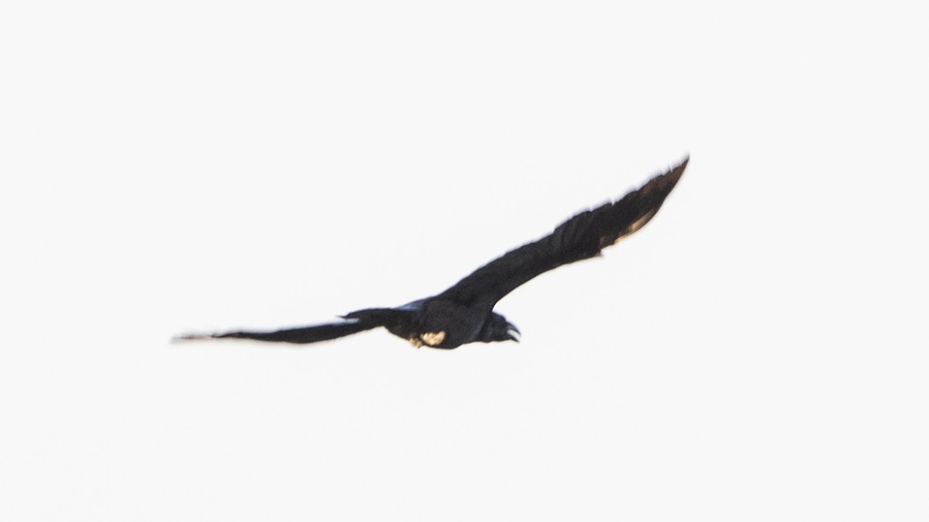 Northern Raven