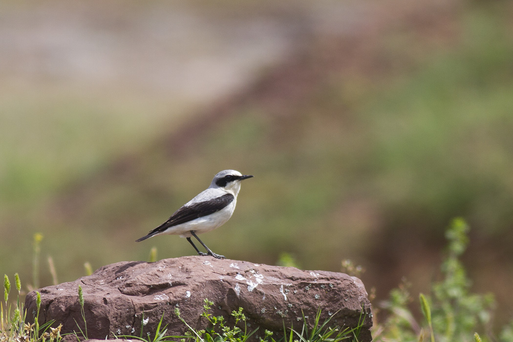 Northern Wheatear