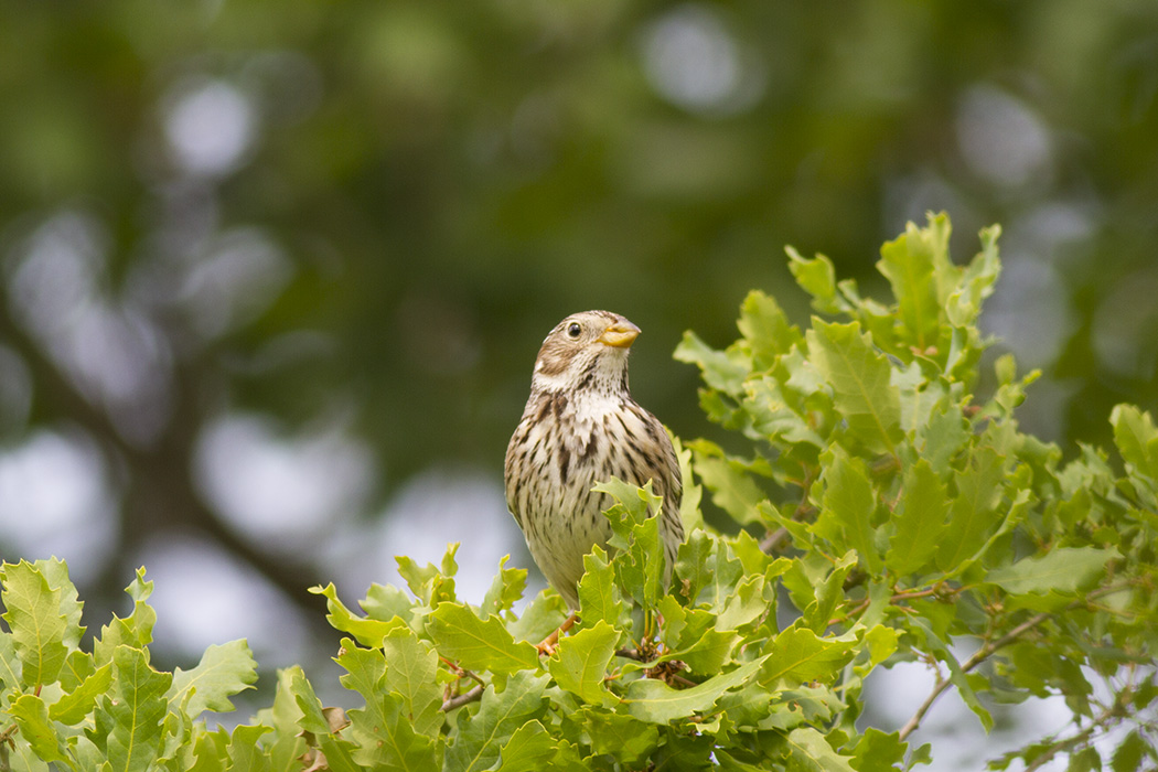 Corn Bunting