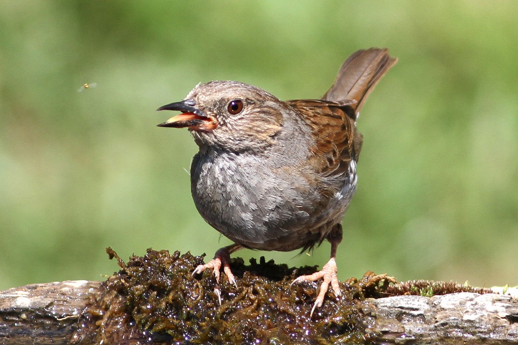 Dunnock