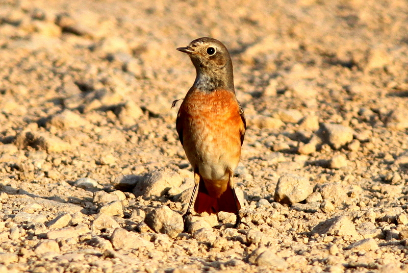 Common Redstart