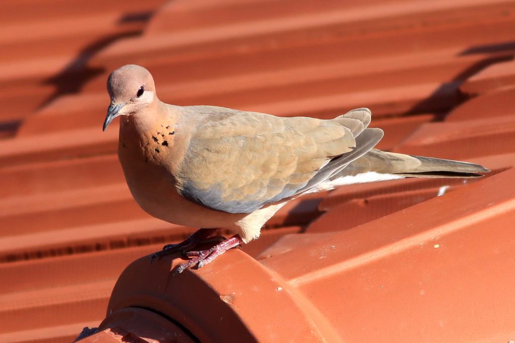 Laughing Dove