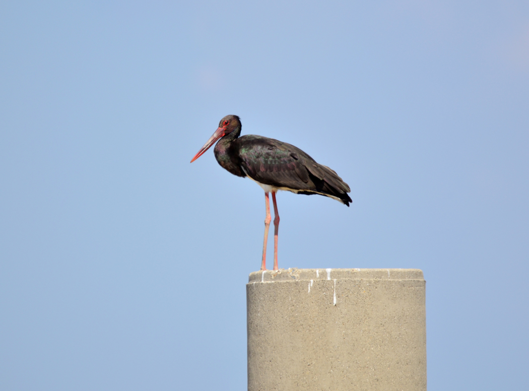 Black Stork