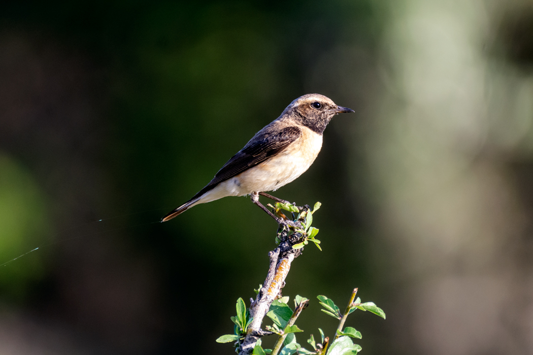 Black-eared Wheatear