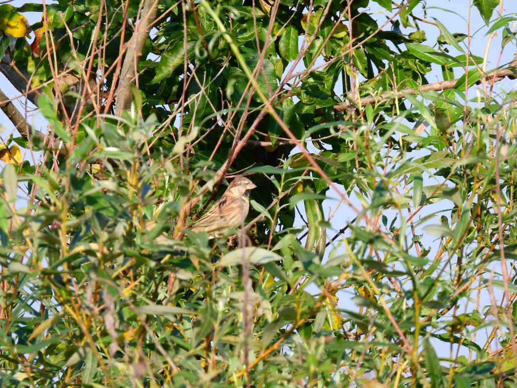 Spanish Sparrow