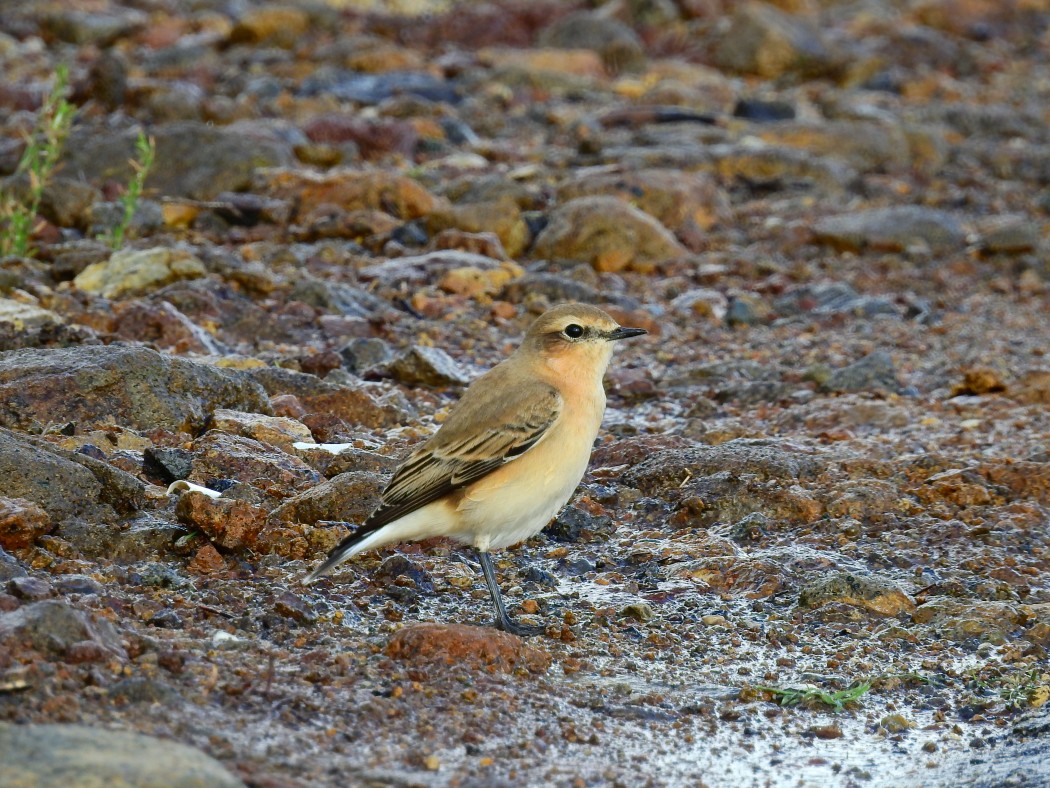 Northern Wheatear