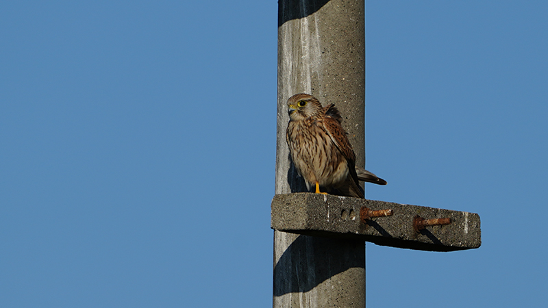 Common Kestrel