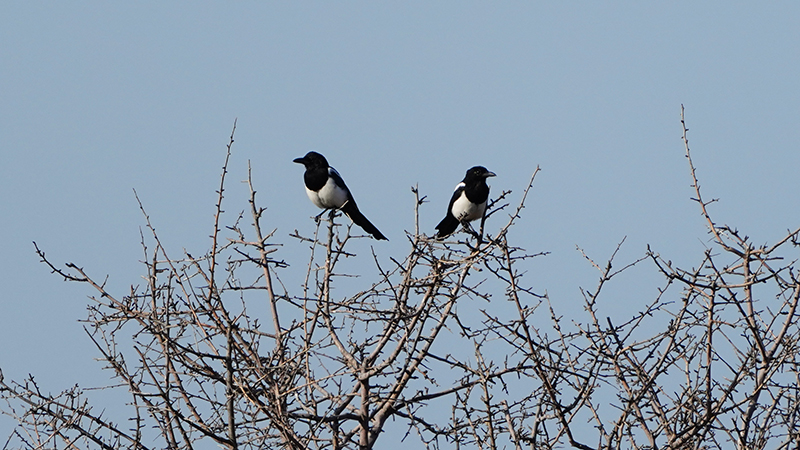 Eurasian Magpie