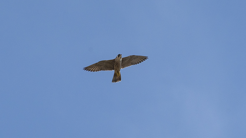 Peregrine Falcon