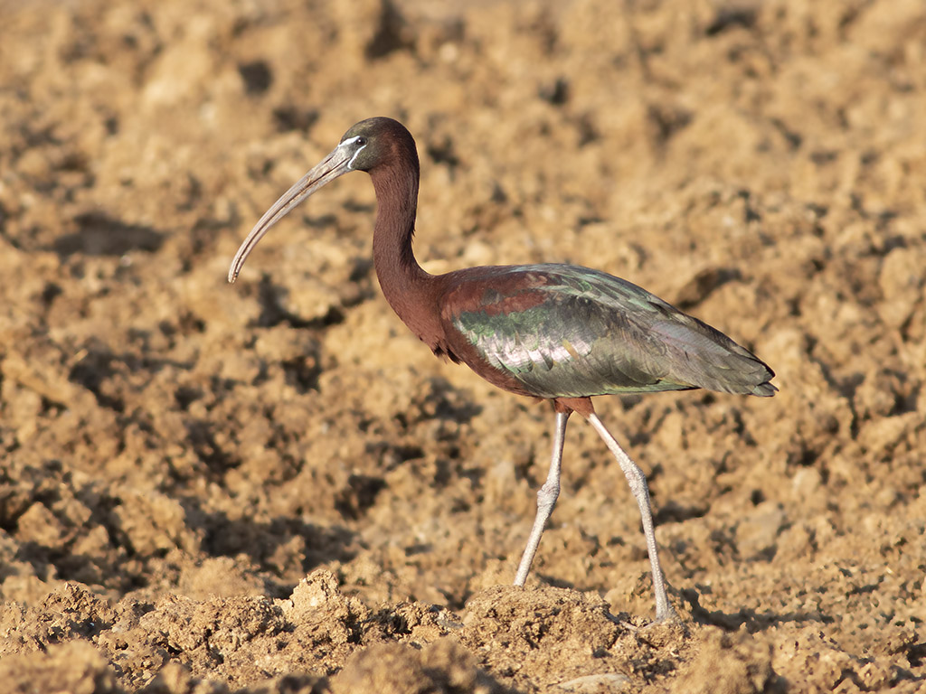 Glossy Ibis