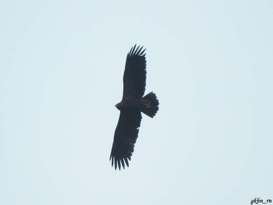 Lesser Spotted Eagle