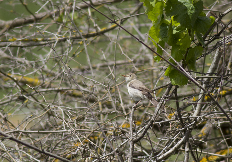 Eastern Olivaceous Warbler