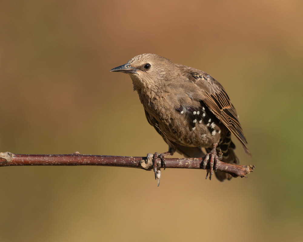 Common Starling