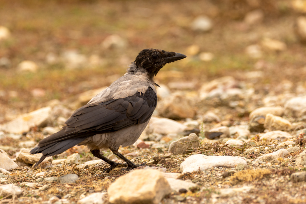Hooded Crow